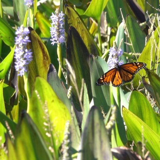 SewaneeWetlands's profile picture. This page provides information and updates on the Sewanee Utility District's constructed wetlands pilot project.