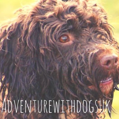 Adventudogssara's profile picture. A blog for adventurous dogs and their owners follow us also on: https://t.co/8x4remLPYN