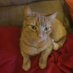 A Cat Daddy (@orangecat302) Twitter profile photo A Cat Daddy (@orangecat302) Twitter profile photo