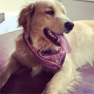 Hey I'm Mickey! Hobbies include digging, long walks on the sidewalk, and begging for food. Xoxo, Mickey 🐾