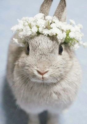 cage a lapinsさんのプロフィール画像