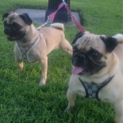 The Mercedes Benz Of Pugs follow @hotdallasmix107. https://t.co/GQbZVGN7os