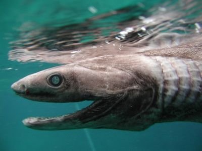 浅瀬の深海魚さんのプロフィール画像