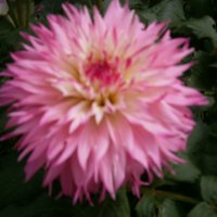 Chris Barnard (@gardener_chrisb) 's Twitter Profile