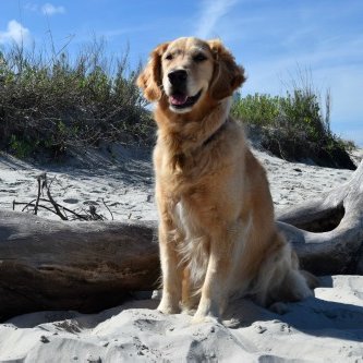 Life Lessons and More From a Boat Dog. Header photo by Alice G Patterson Photography.