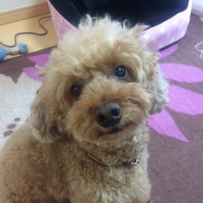 g_jj4jw's profile picture. ハンドメイド作品が好きです(^^) たまに、弱音も吐きます笑 わんこ大好きです❤️