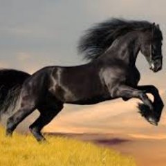 horseracingbet5's profile picture. 