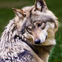 Animales En Peligro (@animalesext) 's Twitter Profile