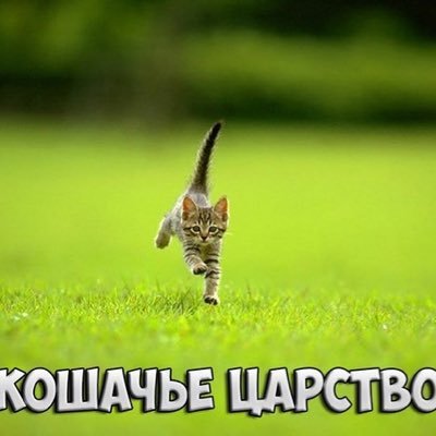 Кошачье Царство 🐈‍⬛🐈‍⬛🐈‍⬛🐈‍⬛🐈‍⬛