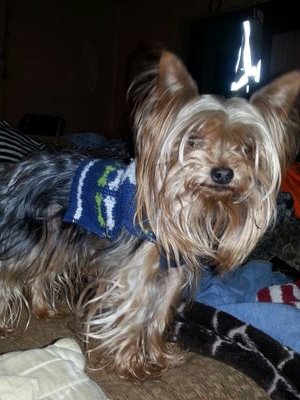 raylentheyorkie's profile picture. I'm just the best yorkie in the south woof