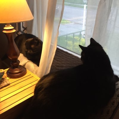 We are two black cats in Michigan! @juggableoffense is our dude and his mom is the best! We were dramatically rescued and now we dramatically demand your love