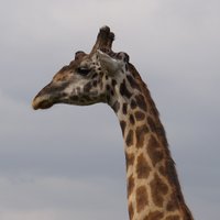 Sam Simeon Says (@samsimeonsays) 's Twitter Profile