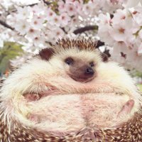 うずあずとあんずとみきたす (@3mrmr11) 's Twitter Profile Photo うずあずとあんずとみきたす (@3mrmr11) 's Twitter Profile Photo