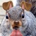 Northwood Squirrel (@NU_Squirrel) Twitter profile photo