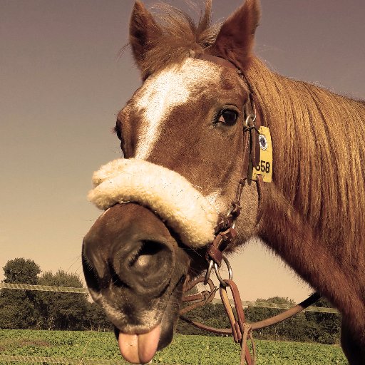Zitronepferd's profile picture. 
