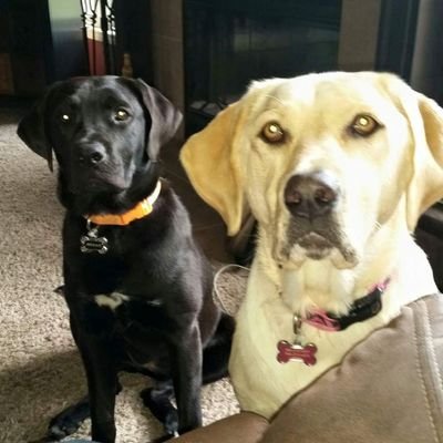 carrier_sandy's profile picture. 