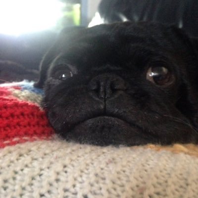 PugPugpolly Profile Picture