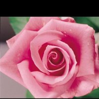 Nighat Israr (@israrnighat) 's Twitter Profile Photo Nighat Israr (@israrnighat) 's Twitter Profile Photo