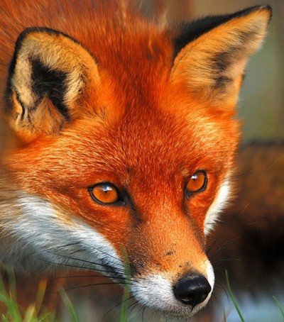 ShowbizUno's profile picture. Jeune femme atteinte par une douce folie qui possède divers pseudos comme Madness, Renarde ou Feunard. Je suis une hybride renarde-humaine.