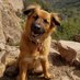Joko (@jokothedog) Twitter profile photo Joko (@jokothedog) Twitter profile photo