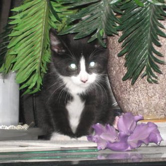 HI Kitty Cats I'm Nancy. 1 day a G&W cat came into my shop. We feed her. 4 weeks later I heard meowing. I looked in a Tire & Bam 5 Tuxedo Kittens! I was hooked!