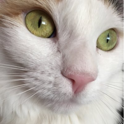 BabyTheKittyCat's profile picture. I'm sassy, cute and everyone loves me. I have a ginger brother, a gray brother and a tortie sister. I sometimes let them make appearances. #catsoftwitter