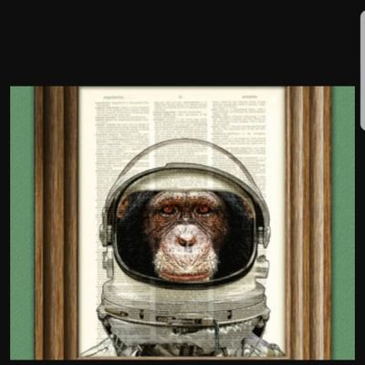 solonmonkey's profile picture. 