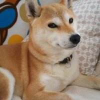 sakura (@sakura_20090117) 's Twitter Profile