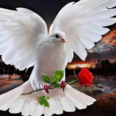 ocumochino7777's profile picture. Cristiano hombre de Dios