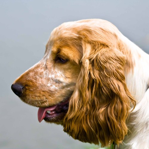 I'm a Cocker Spaniel. I like other animals. And running about. And jumping in ponds. I live with two cats.