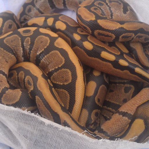 mahunan_azon's profile picture. Naturaliste et Chercheur en Hydrobiologie, Commerçant et exportateur d'animaux vivants (Reptiles, amphibians, mammifères, oiseaux) selon les normes CITES.