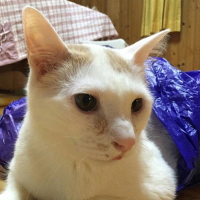 迷い猫 練馬区 ポム No Twitter 拡散希望 迷い猫 白猫 東京都 練馬区 三原台 行方不明 です 名前はポム 8才 オス 白猫 尻尾と耳 薄茶色 首輪なし 慢性的な猫風邪のため 目やにがひどく くしゃみをよくします どんな情報でもいいのでよろしく 迷い猫 練馬区 ポム No Twitter 拡散希望 迷い猫 白猫 東京都 練馬区 三原台 行方不明 です 名前はポム 8才 オス 白猫 尻尾と耳 薄茶色 首輪なし 慢性的な猫風邪のため 目やにがひどく くしゃみをよくします どんな情報でもいいのでよろしく