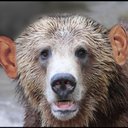 GrizzlyEar (@grizzlyear) Twitter