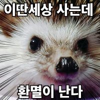 🦔온순정 포치집🦔(@NKR_sungong) 's Twitter Profile Photo