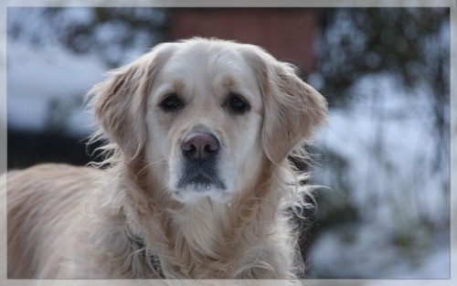 woodsidedental's profile picture. 