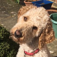 Florrie Labradoodle(@SamsonHolbyCity) 's Twitter Profile Photo