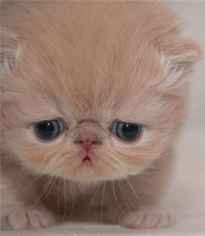 chompooooooo's profile picture. 