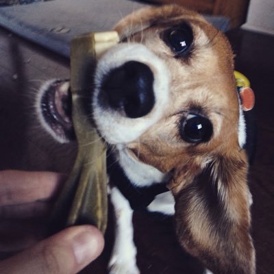 I survived the first years of my life as only a number in an animal testing lab - But now follow my adventures as Phoebe the beagle living my #LifeAfterLabs !!
