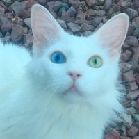 Save the Cats Arizona(@stcazvolunteers) 's Twitter Profile Photo