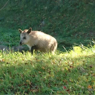 元下北半島住人。現在は関東在住。歴史好き 青森 東北 温泉 京都 ご当地美味いもの 刀剣。むつ市で習った南部裂き織りの魅力を発信。呉市出身。義実家は横須賀。現在多忙にて呟き少なめ