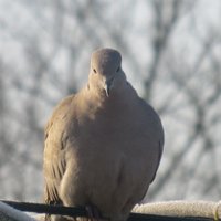 neutica (@celia2539) 's Twitter Profile