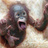 BudoBaka's profile image
