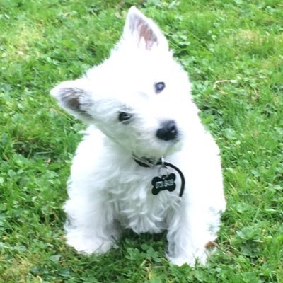 Country cousin of Tiggy the Westie. Professional garden re-designer (mainly by digging holes and eliminating flowers). Born January 2017