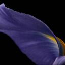 Lori Clifton - @BlackRose69 - Twitter