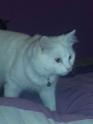 AnimalFun1's profile picture. I'm an animal lover who gains daily giggles from the joy of having pets!! I'm here to spread the FUN and make others have a smile too! ENJOY!!