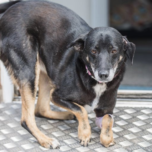 SallyProsthetic's profile picture. Our little rescue dog. Shot in both elbows and head. Prosthetics help needed.Please help us try and give this girl the ability to walk again.