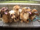 Did you know that there are dogs on twitter?