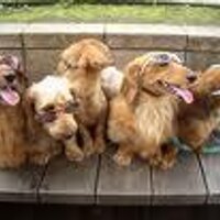 Dogs On Twiter (@dogsontwiter) 's Twitter Profile