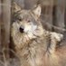 BC Lobo (@pitrat0911) Twitter profile photo BC Lobo (@pitrat0911) Twitter profile photo