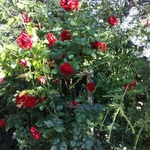 sml_cr06's profile picture. 